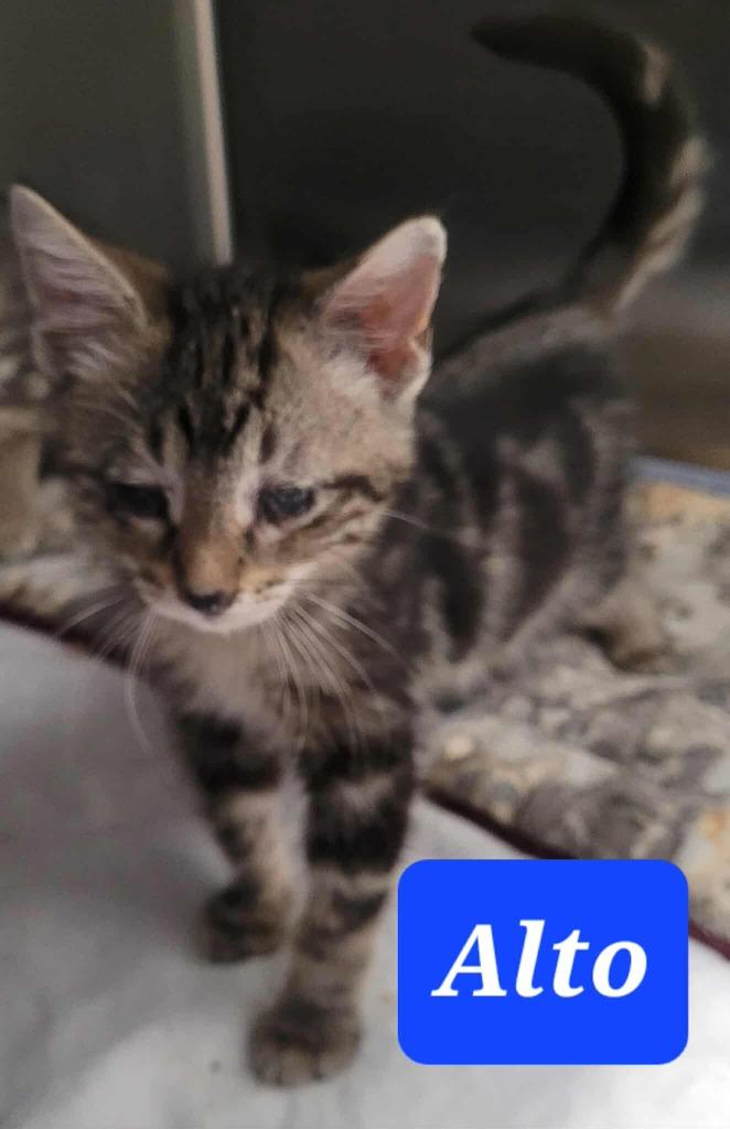 Enlarge Alto, a Adoptable mixed breed in Republic, MO image 2/2