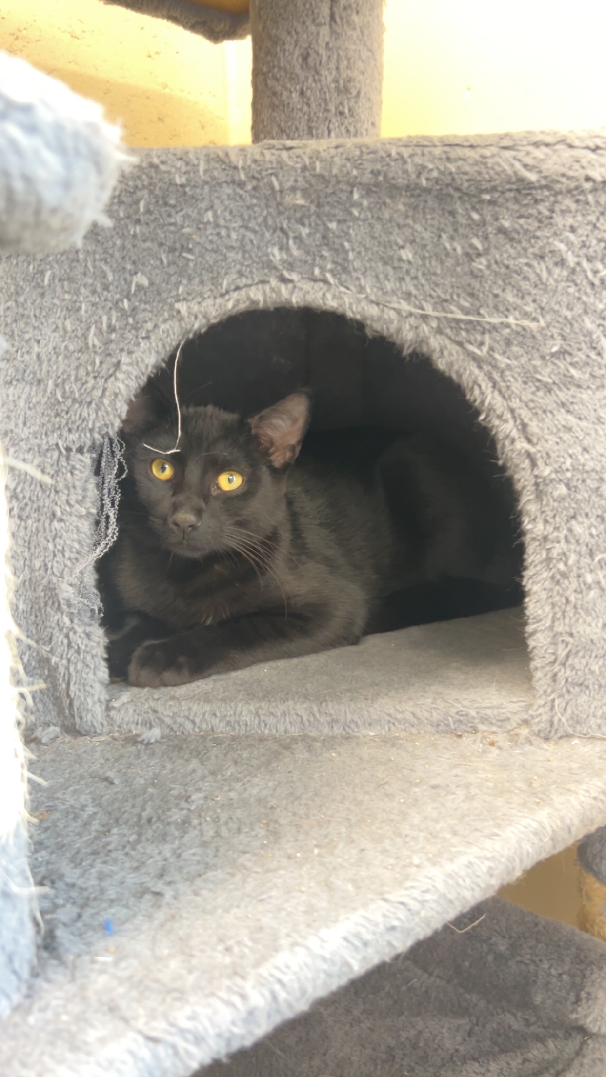 Cat for adoption Violet, an American Shorthair in Boonville, MO