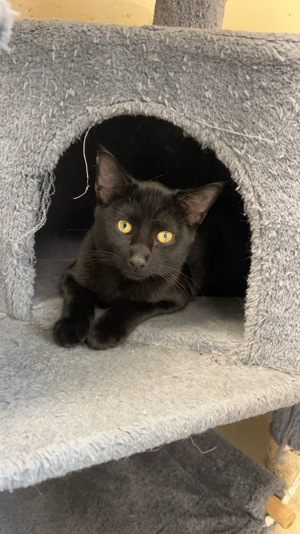 Cat for adoption Violet, an American Shorthair in Boonville, MO