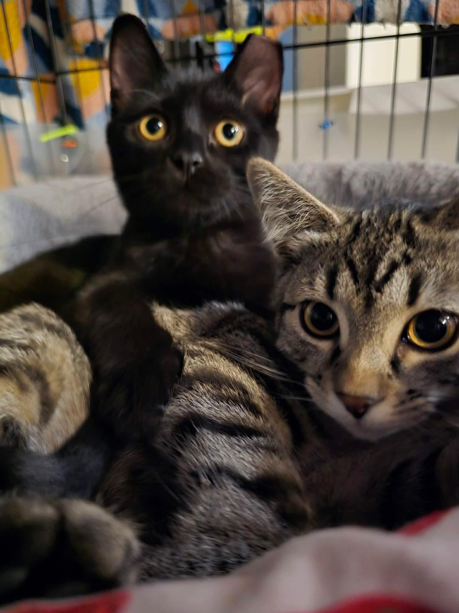 Enlarge Bitzy and Babs, a Adoptable American Shorthair in Wadsworth, IL image 1/6
