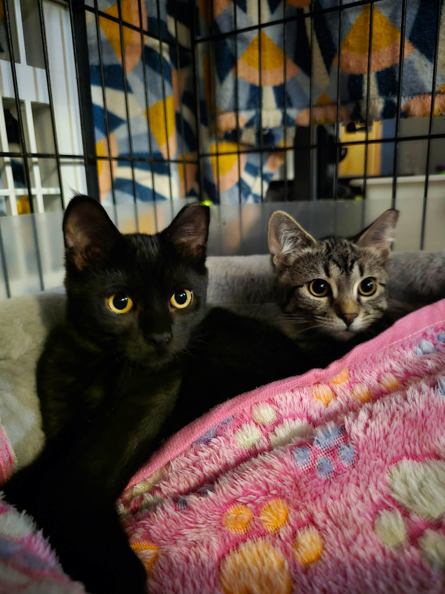 Enlarge Bitzy and Babs, a Adoptable American Shorthair in Wadsworth, IL image 2/6