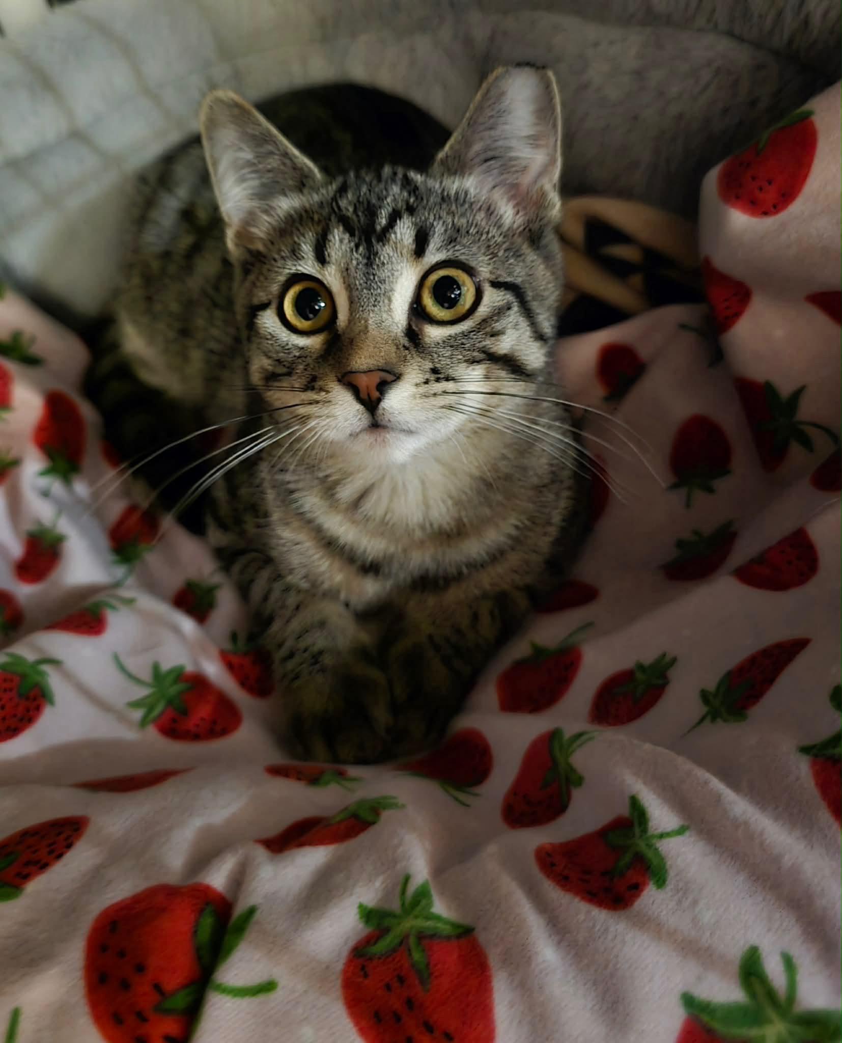 Enlarge Bitzy and Babs, a Adoptable American Shorthair in Wadsworth, IL image 5/6