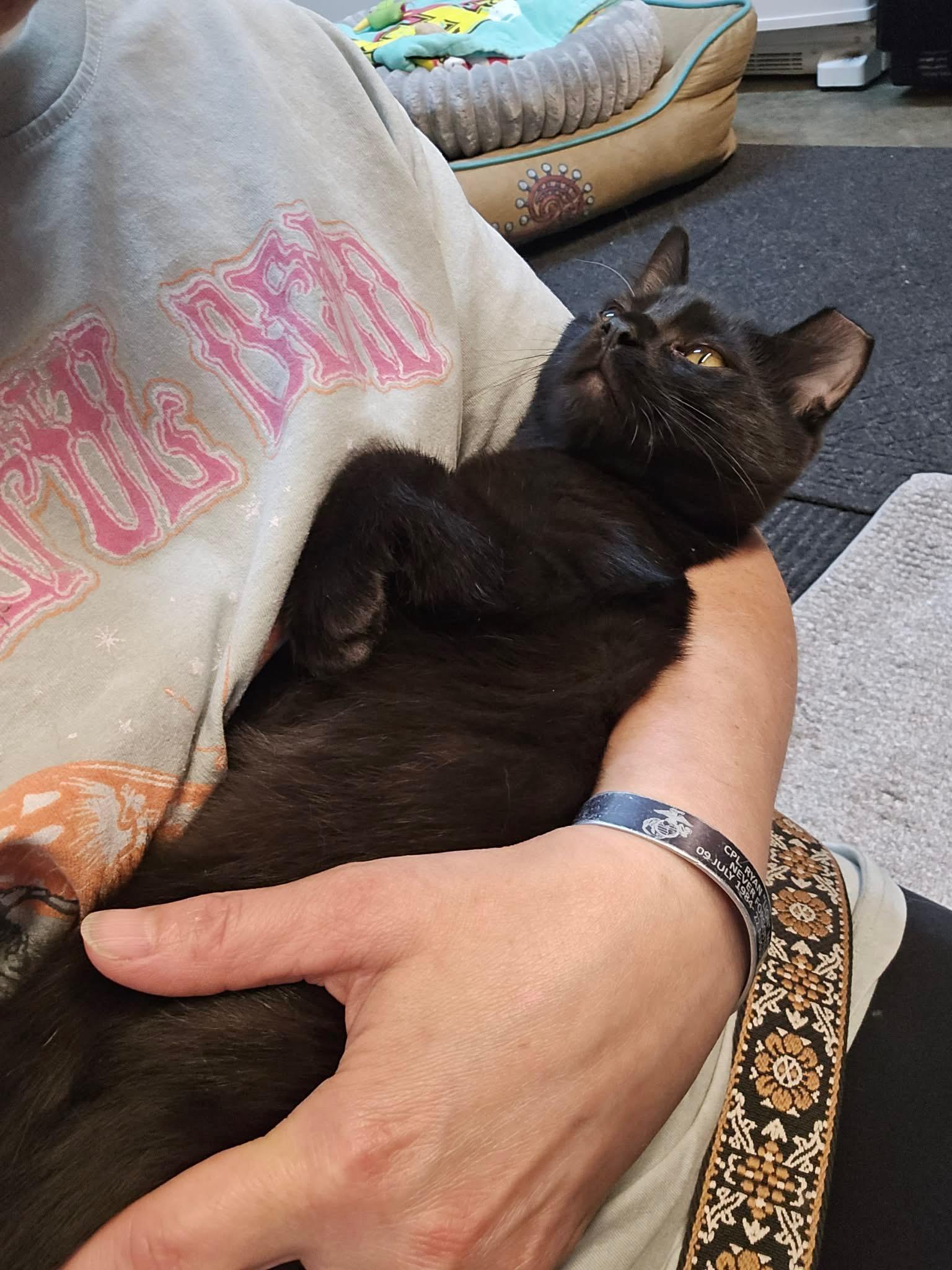 Enlarge Bitzy and Babs, a Adoptable American Shorthair in Wadsworth, IL image 3/6