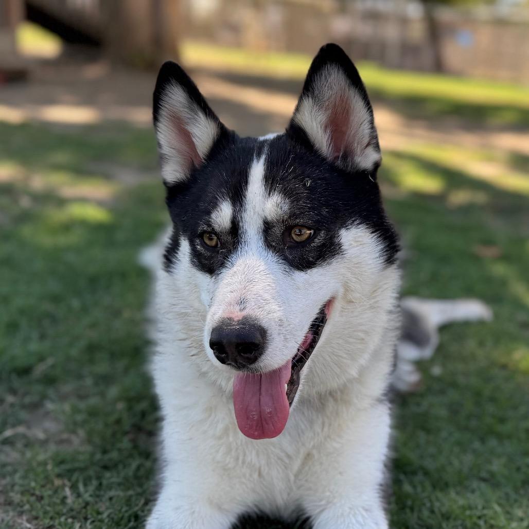 Enlarge Gwen, a Adoptable mixed breed in Fresno, CA image 2/6