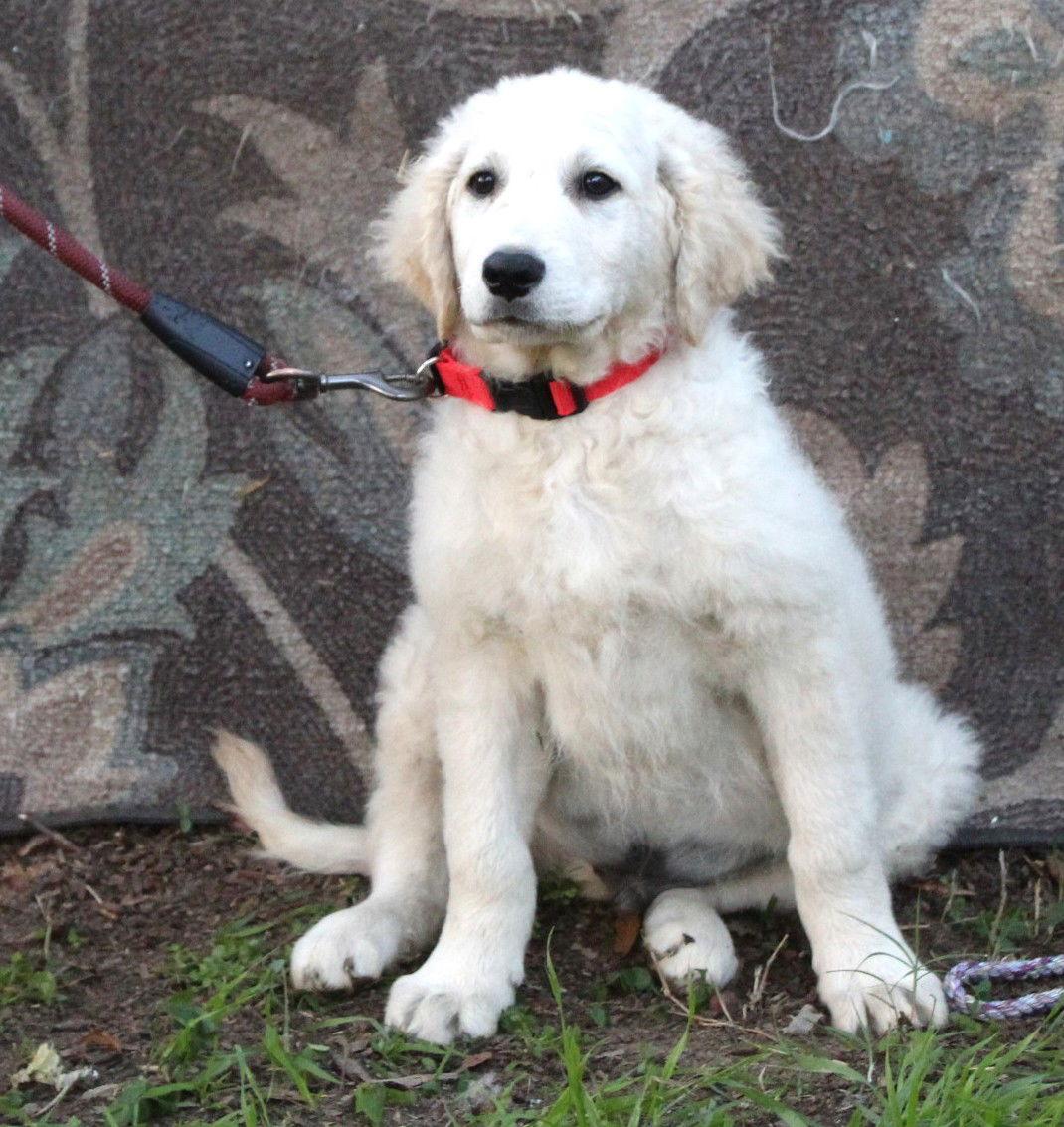 Enlarge Kastle-15wk-LovingSmartNeuterContractRequ. $650, a Adoptable mixed breed in Holly Hill, SC image 1/2