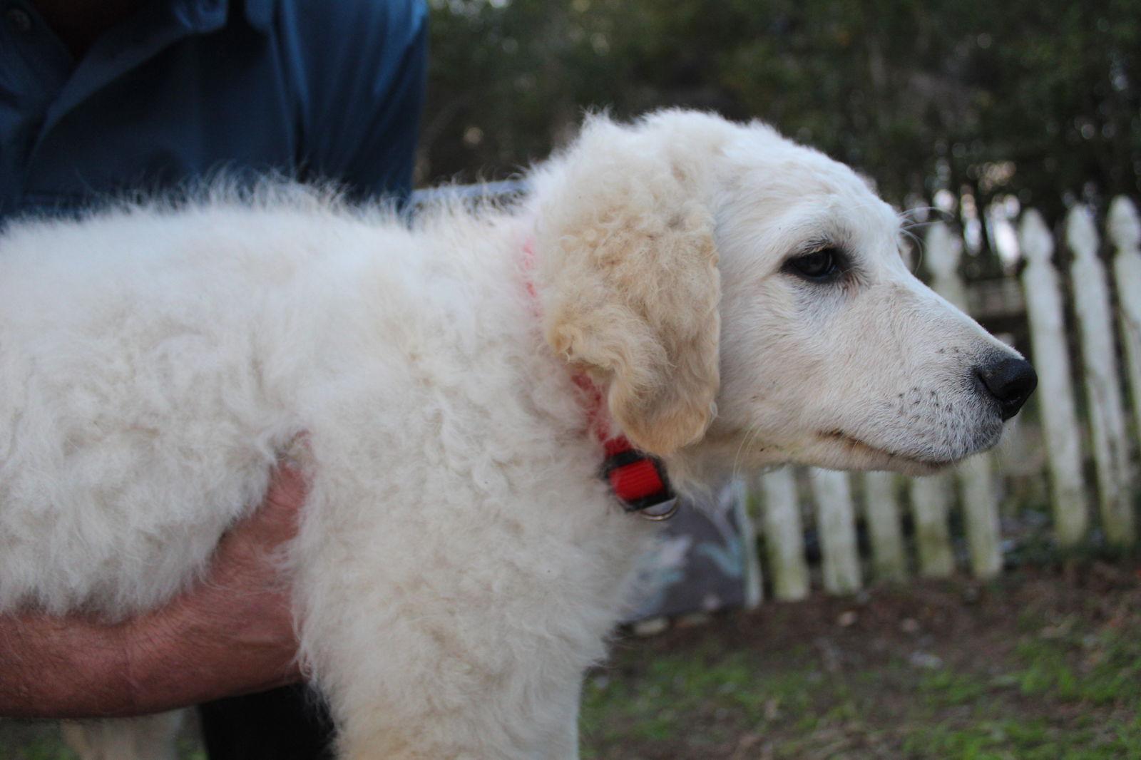 Enlarge Kastle-15wk-LovingSmartNeuterContractRequ. $650, a Adoptable mixed breed in Holly Hill, SC image 2/2