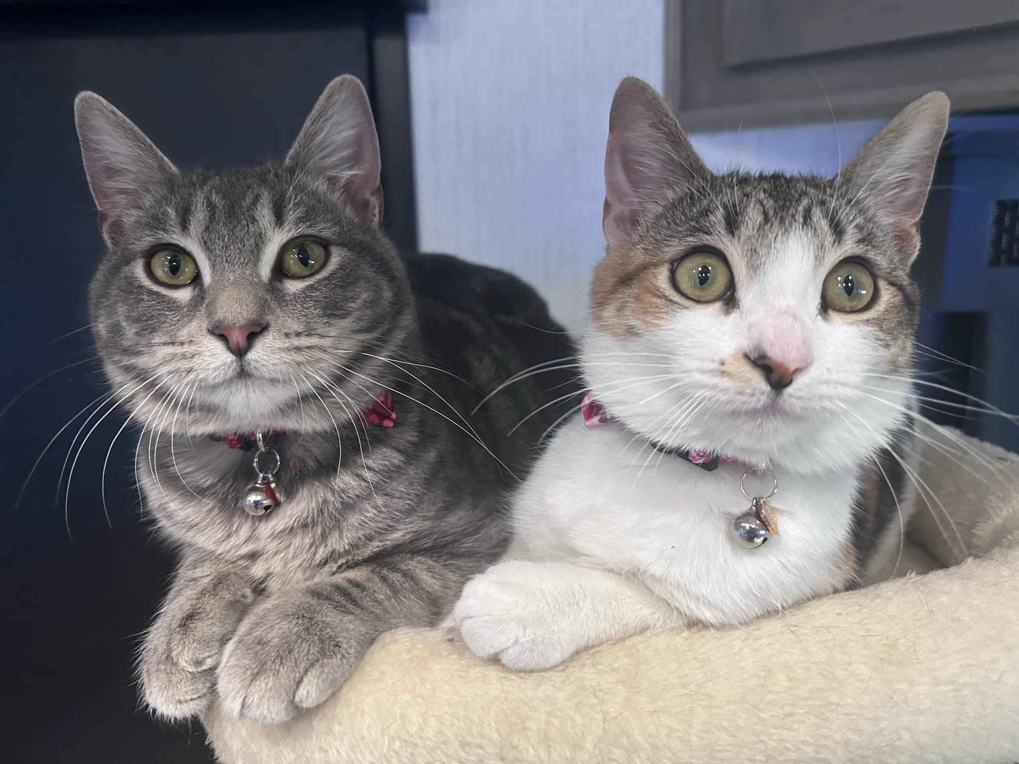 Archer & Summer (Bonded Pair) photo 4