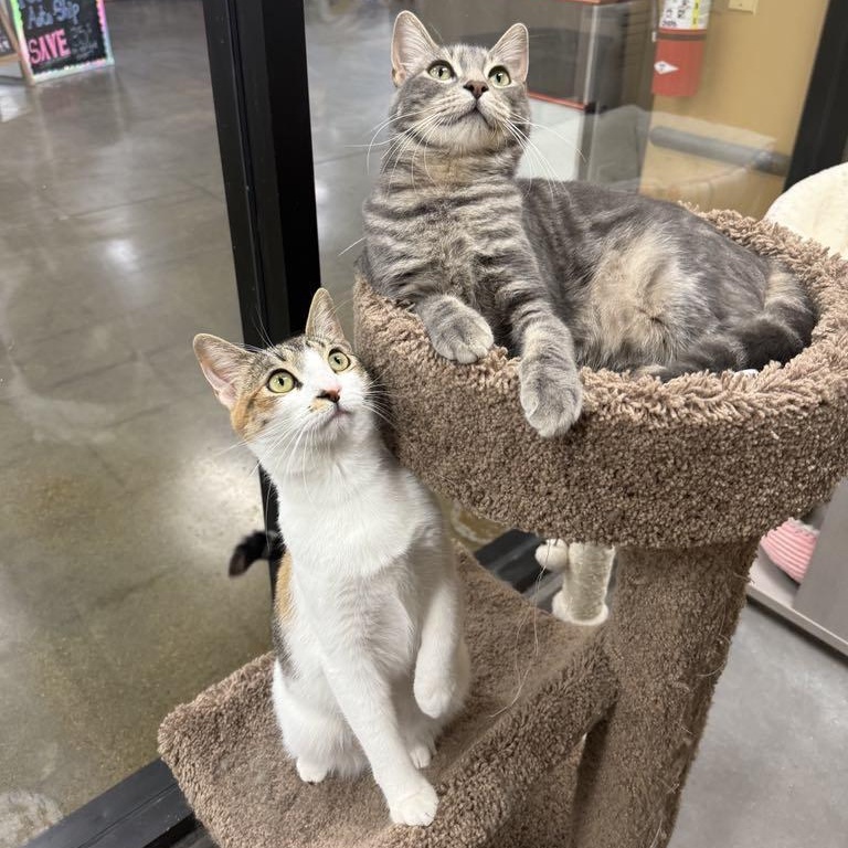 Archer & Summer (Bonded Pair) photo 2