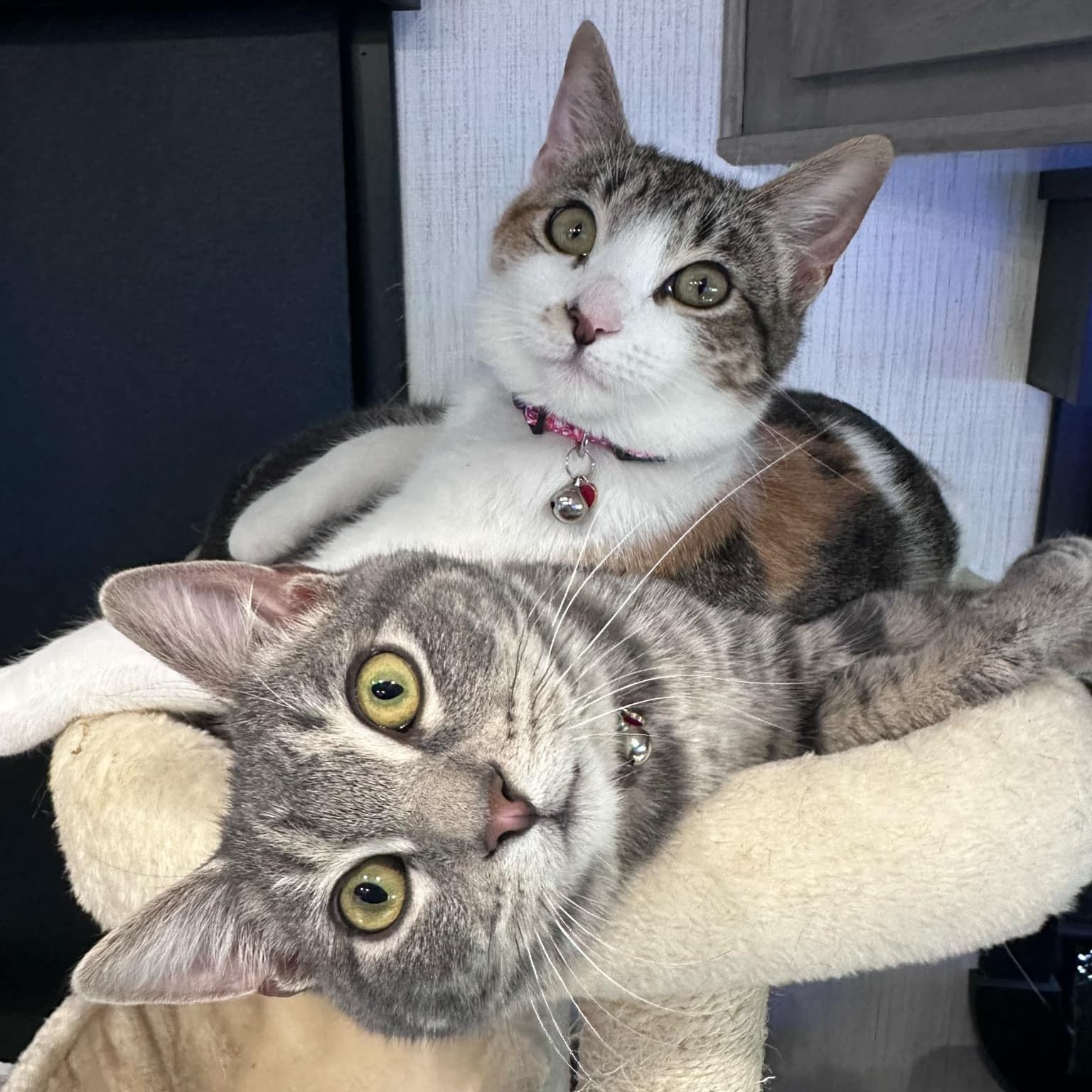 Archer & Summer (Bonded Pair) photo 3
