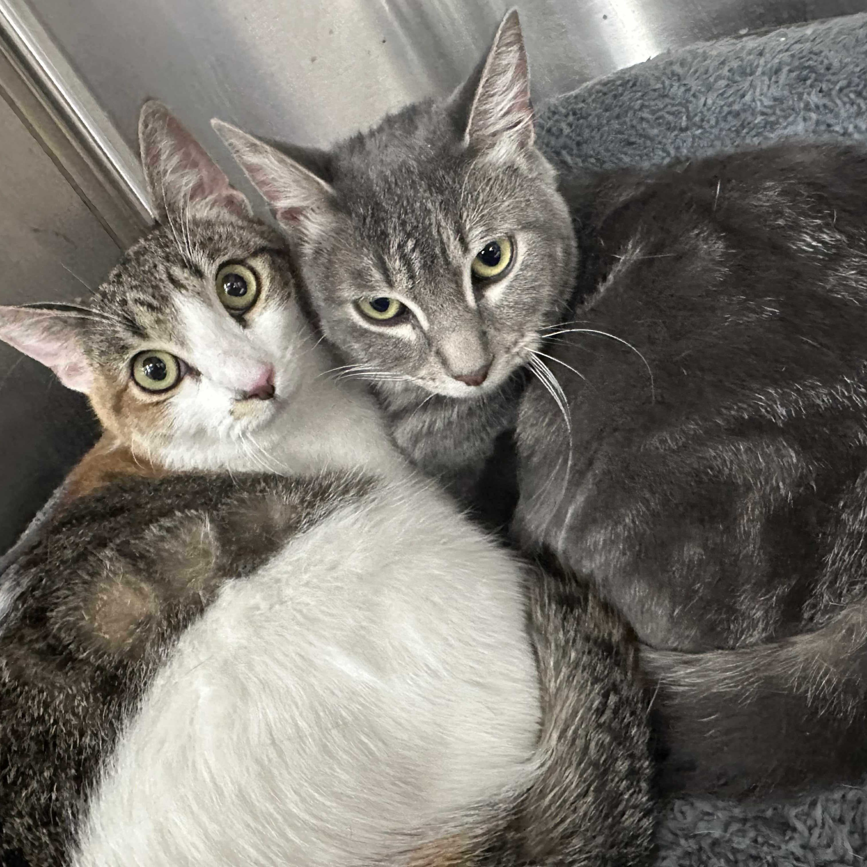 Archer & Summer (Bonded Pair), Young Male Domestic Short Hair