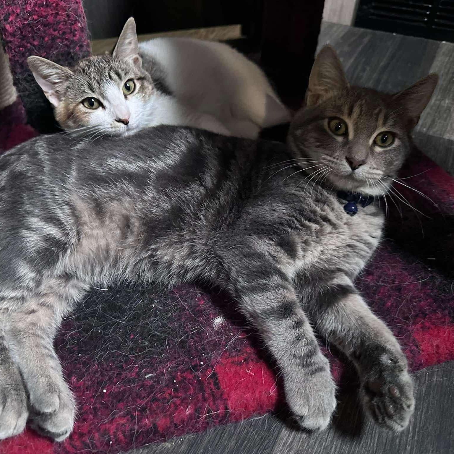 Archer & Summer (Bonded Pair) photo 5