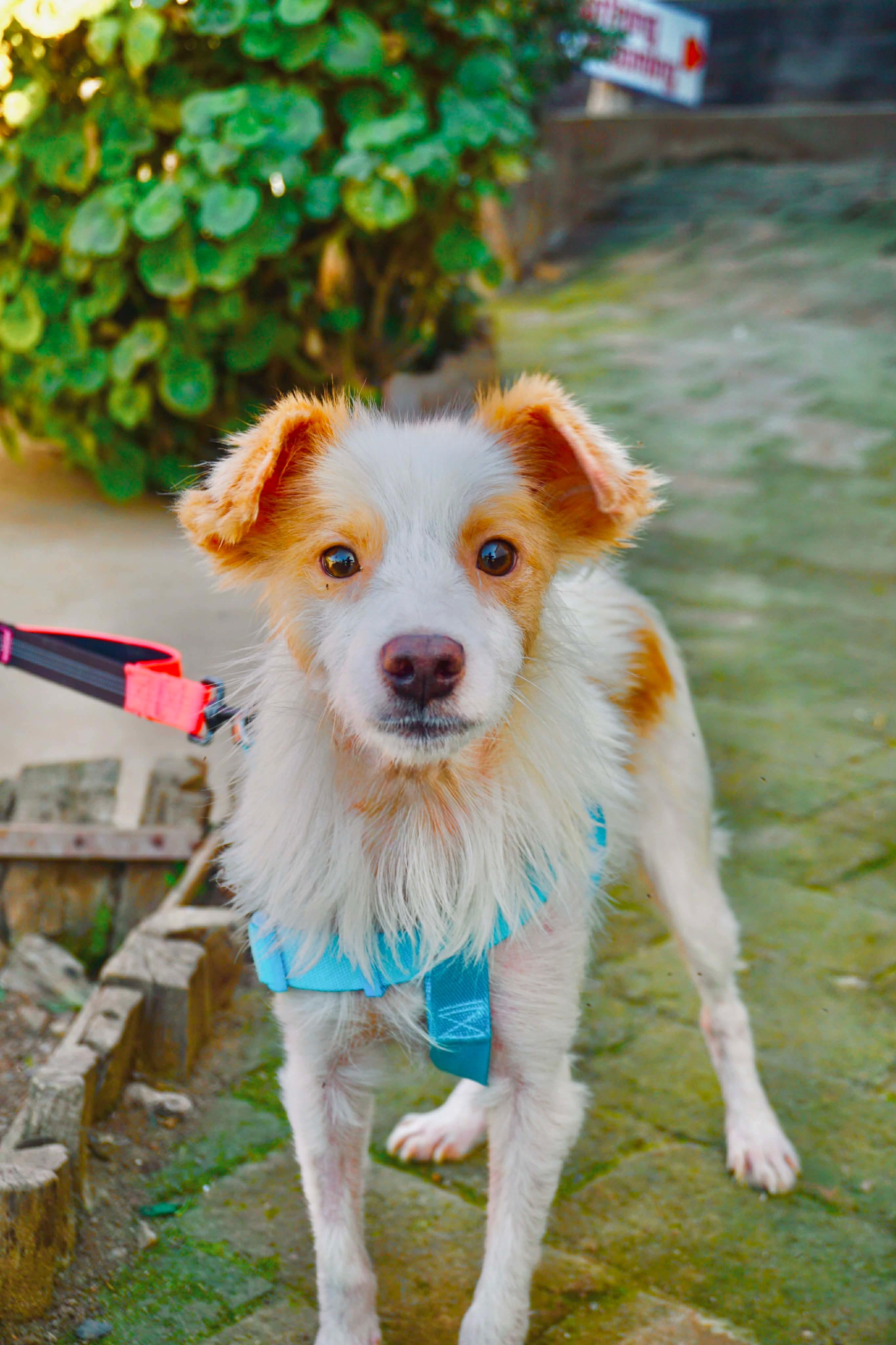 Yossie, ADOPTABLE, Adult Male Jack Russell Terrier & Spaniel.