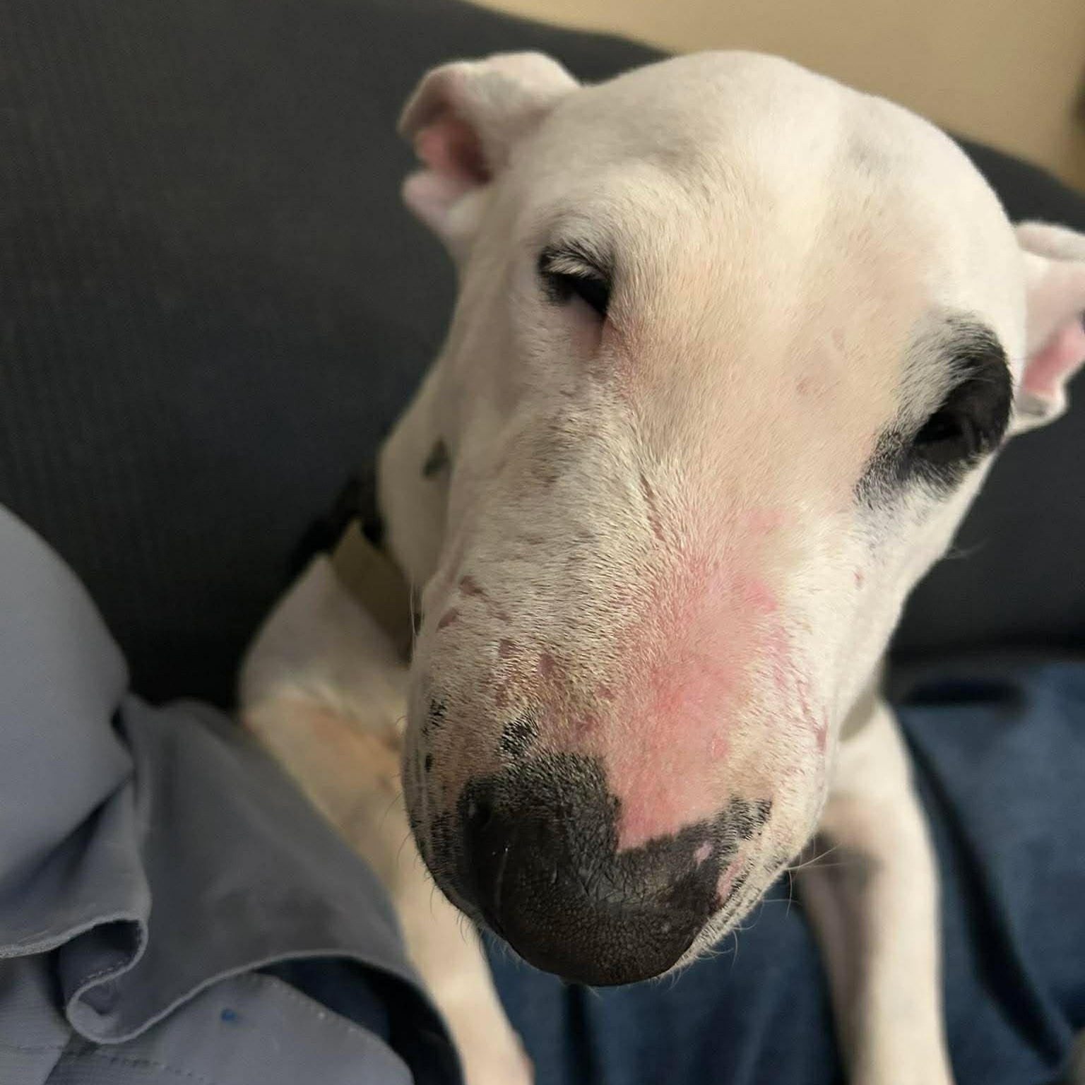 Enlarge Luna, a ADOPTABLE Bull Terrier in Albuquerque, NM image 2/2