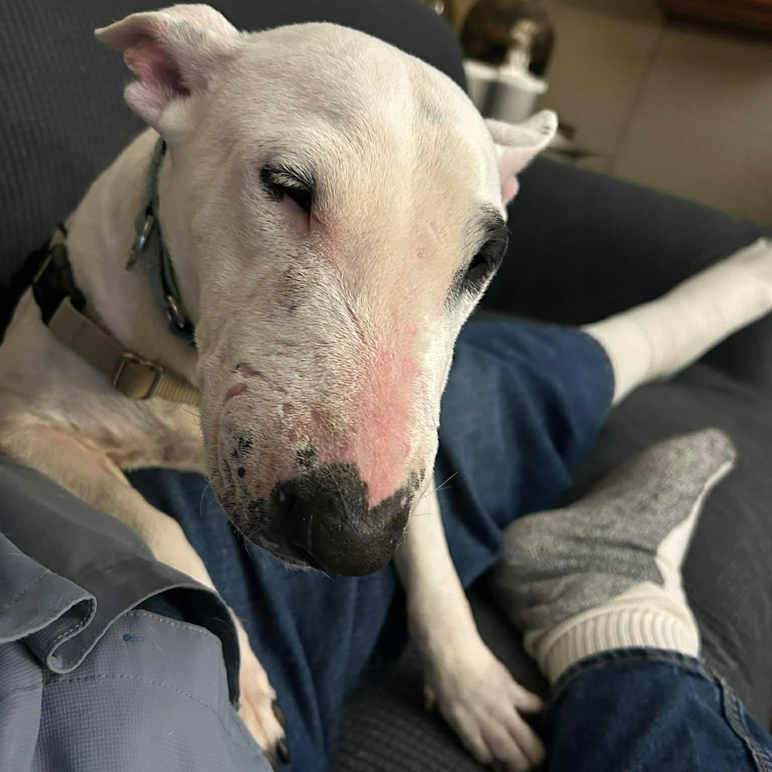Enlarge Luna, a ADOPTABLE Bull Terrier in Albuquerque, NM image 1/2
