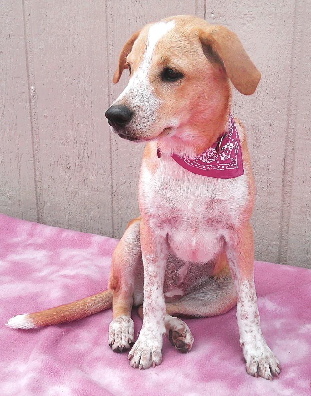 GINGER, ADOPTABLE, Puppy Female Australian Cattle Dog / Blue Heeler.
