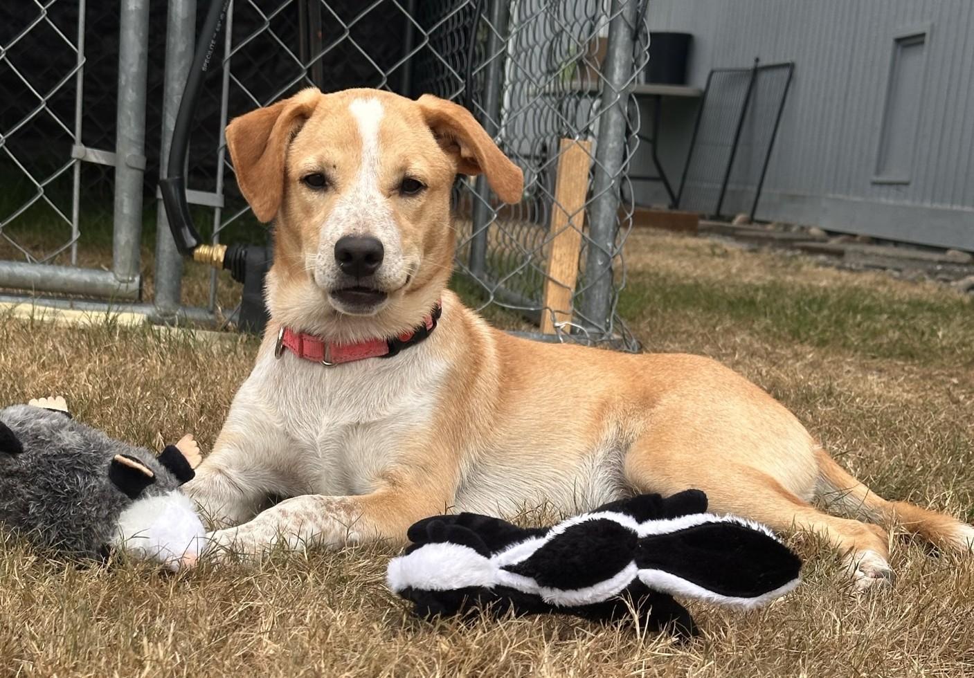 GINGER, a ADOPTABLE mixed breed in Olympia, WA image 6/6