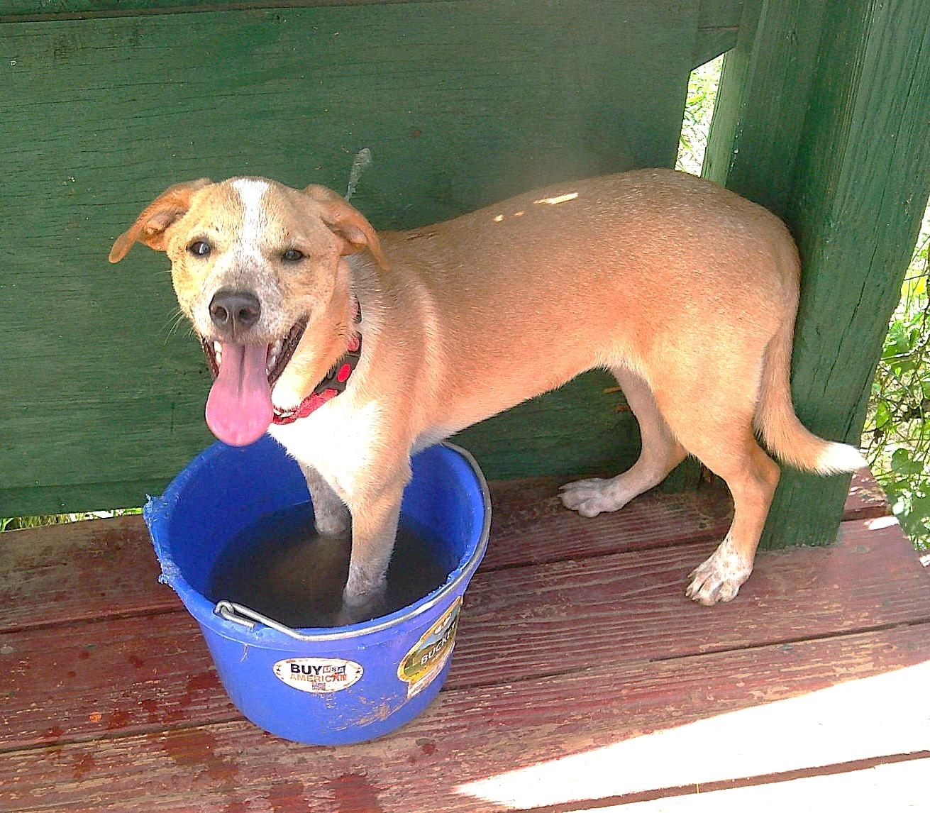 GINGER, a ADOPTABLE mixed breed in Olympia, WA image 4/6