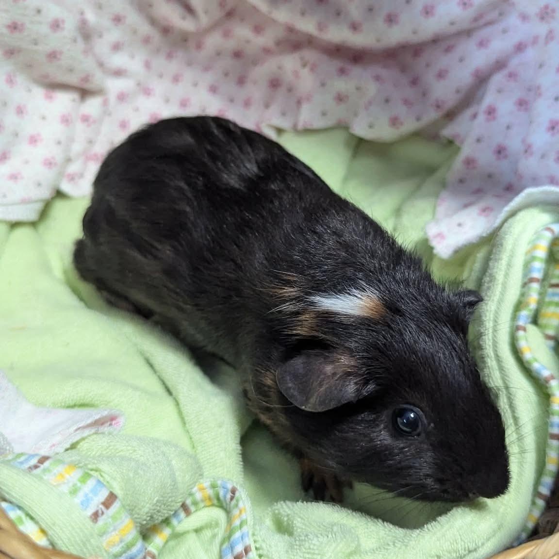 Enlarge Pigcasso, a ADOPTABLE Guinea Pig in Flanders, NJ image 1/1