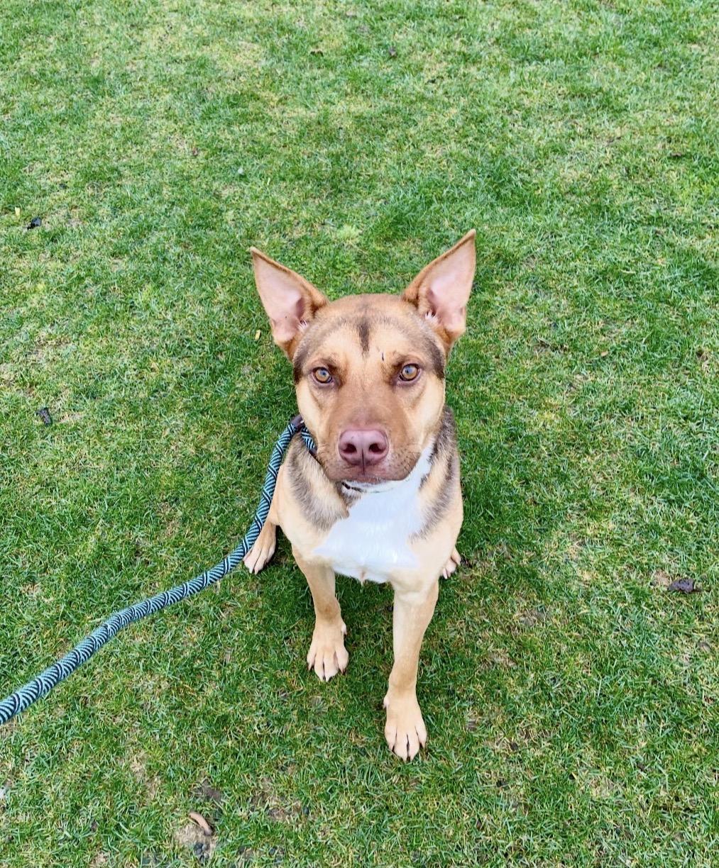 Hagrid, adopted, Adult Male Australian Kelpie.