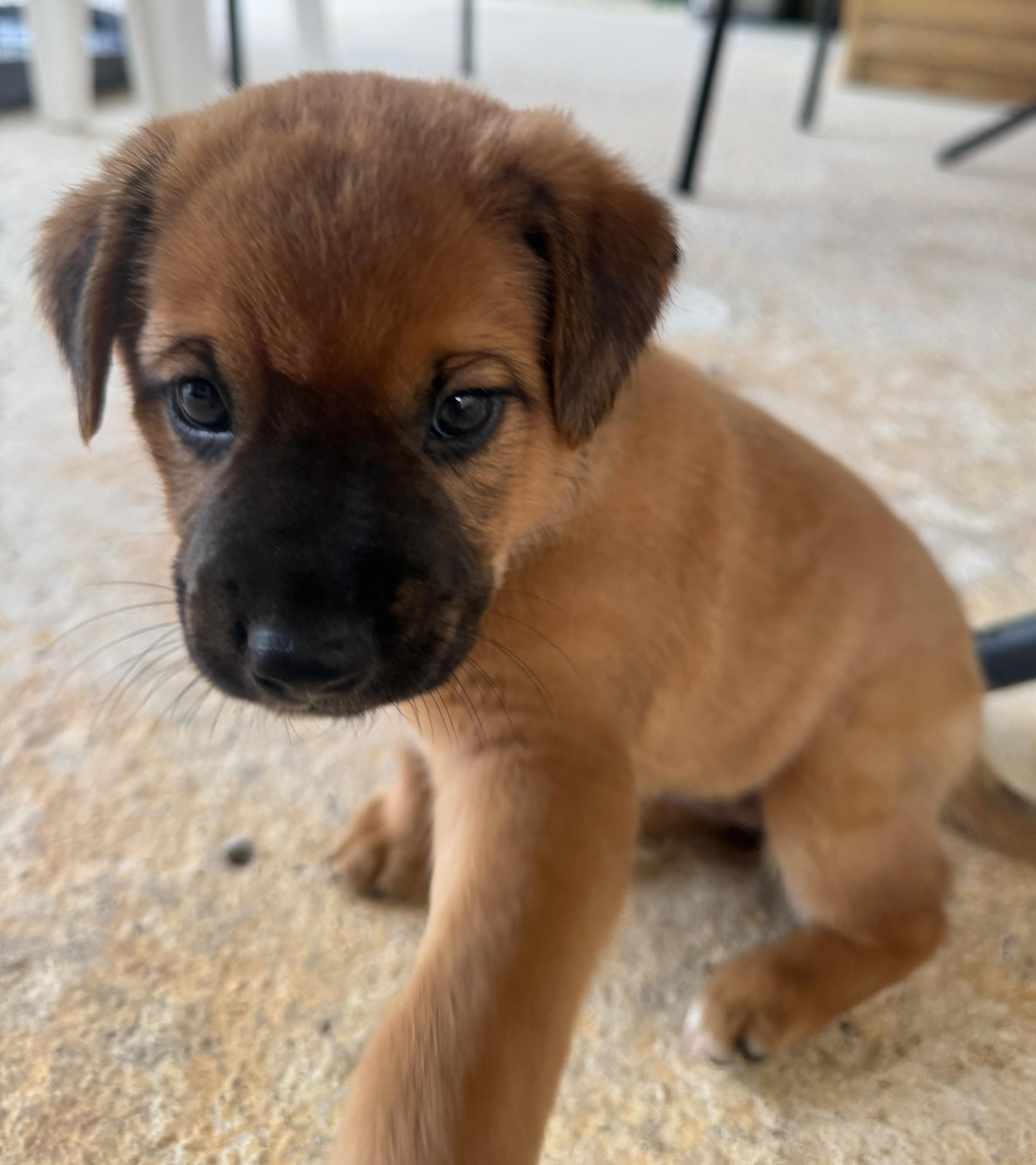 Enlarge Lovebug - A Puerto Rican Princess, an adoption pending mixed breed in New York, NY image 2/6