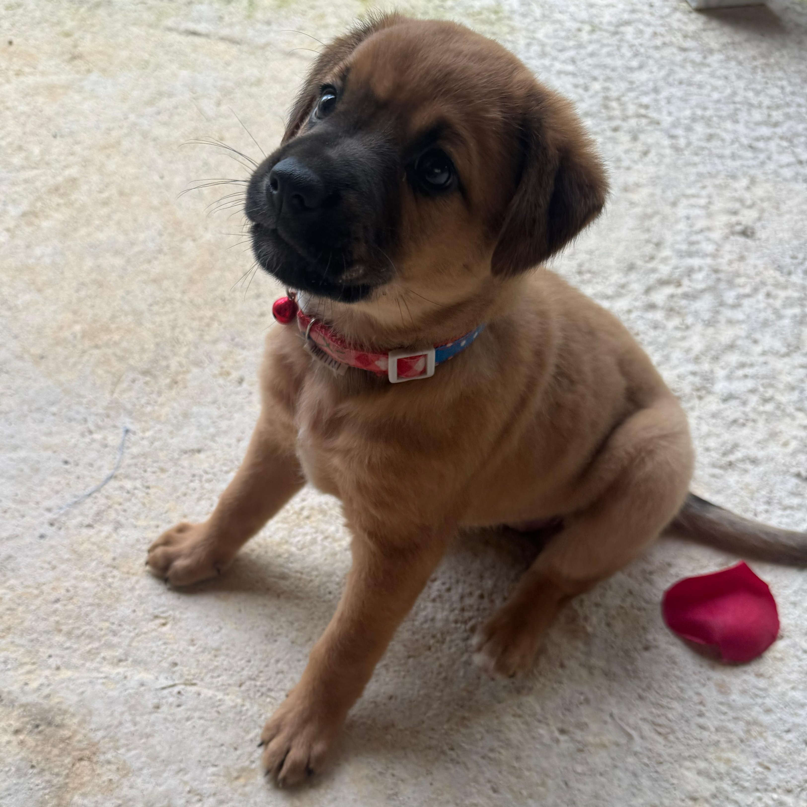 Enlarge Lovebug - A Puerto Rican Princess, an adoption pending mixed breed in New York, NY image 5/6