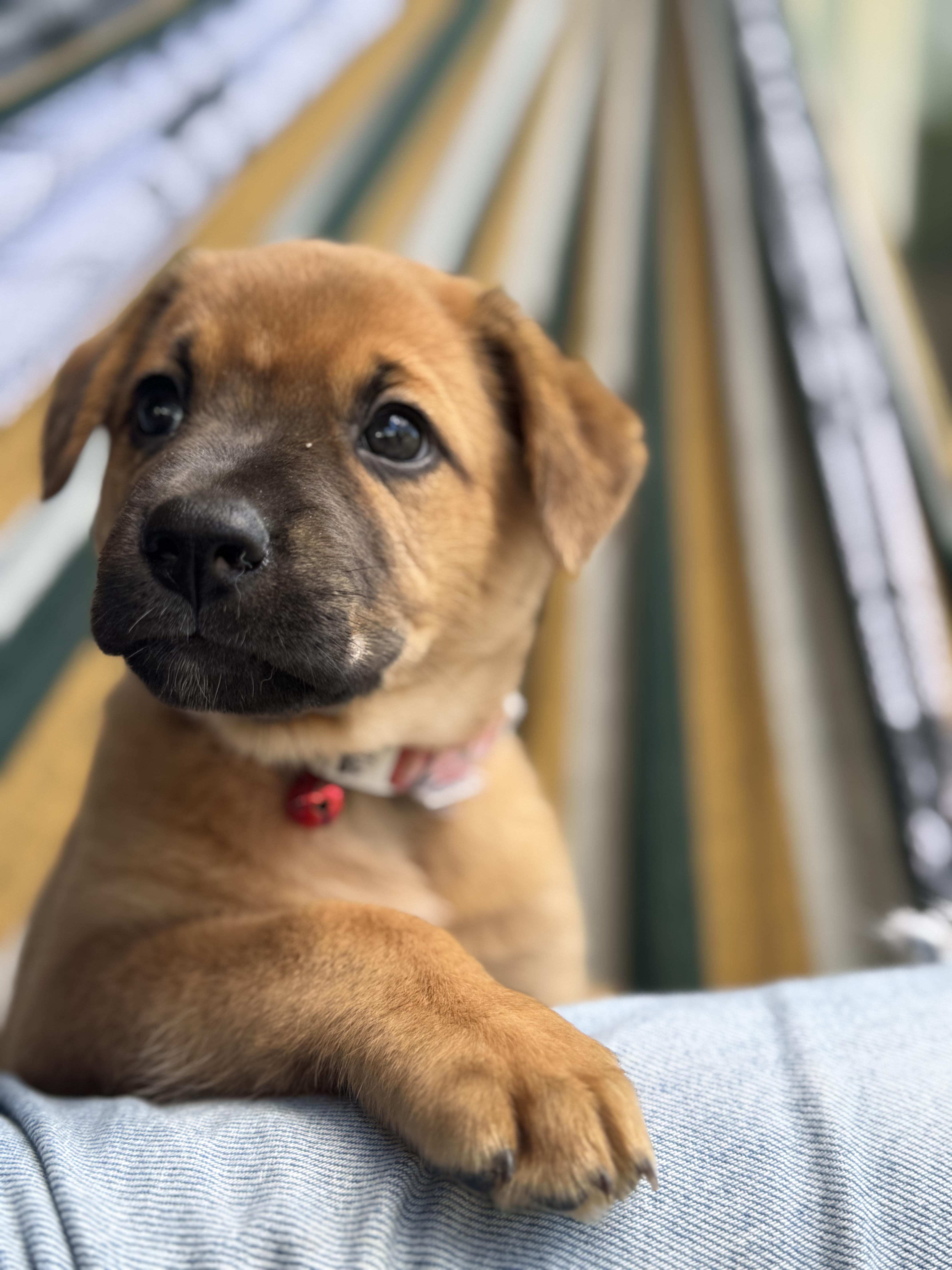 Enlarge Lovebug - A Puerto Rican Princess, an adoption pending mixed breed in New York, NY image 1/6