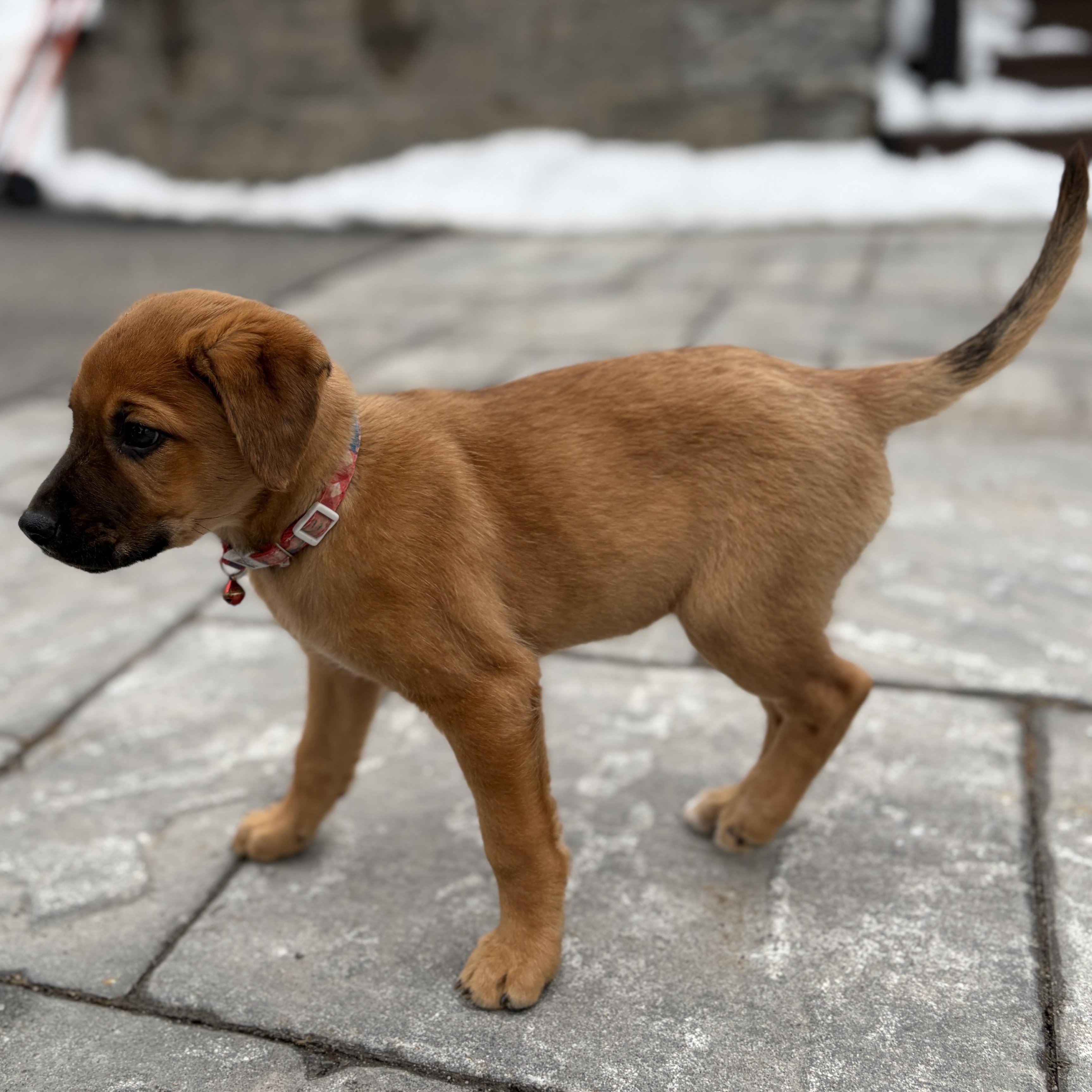 Enlarge Lovebug - A Puerto Rican Princess, an adoption pending mixed breed in New York, NY image 6/6