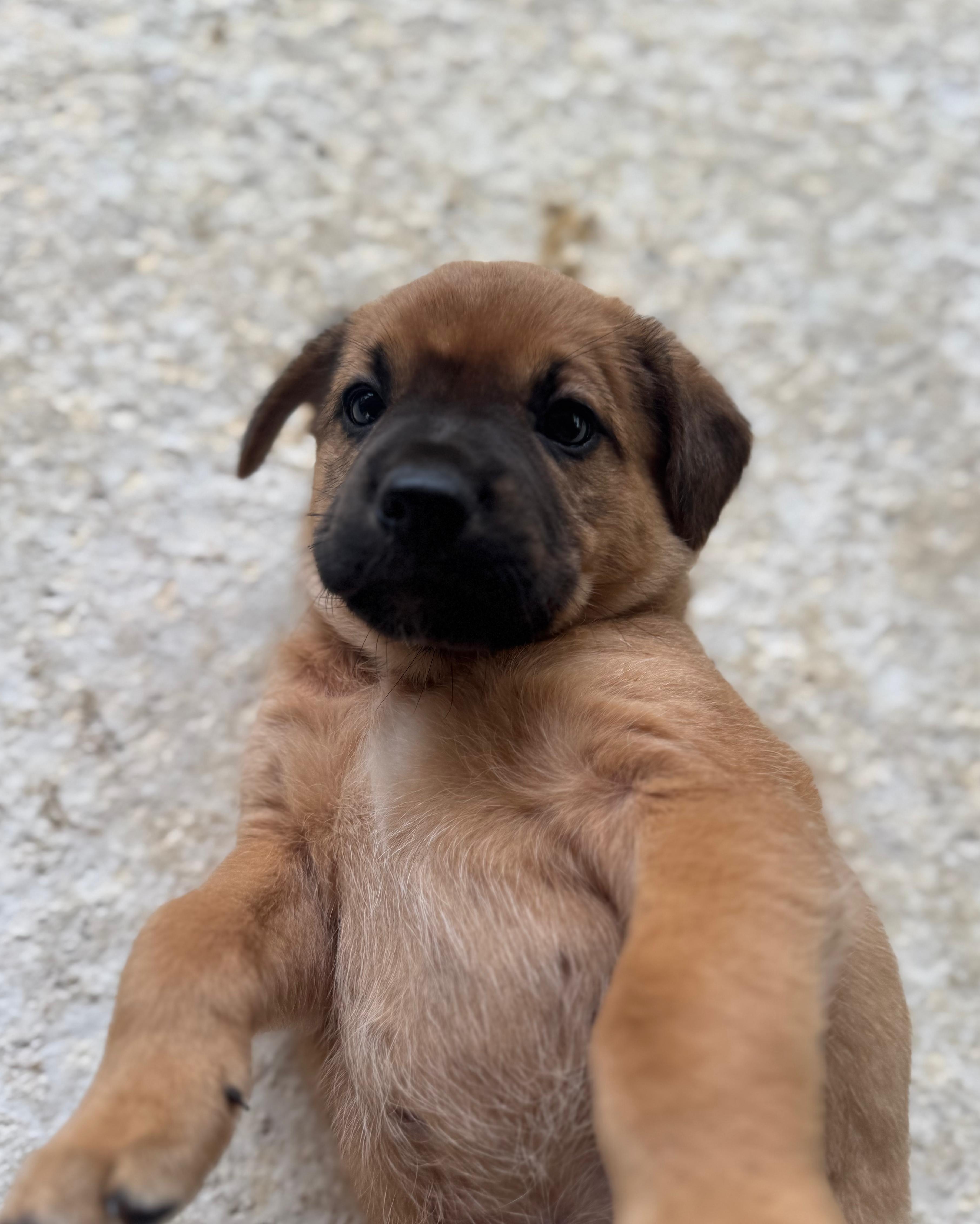 Enlarge Lovebug - A Puerto Rican Princess, an adoption pending mixed breed in New York, NY image 3/6