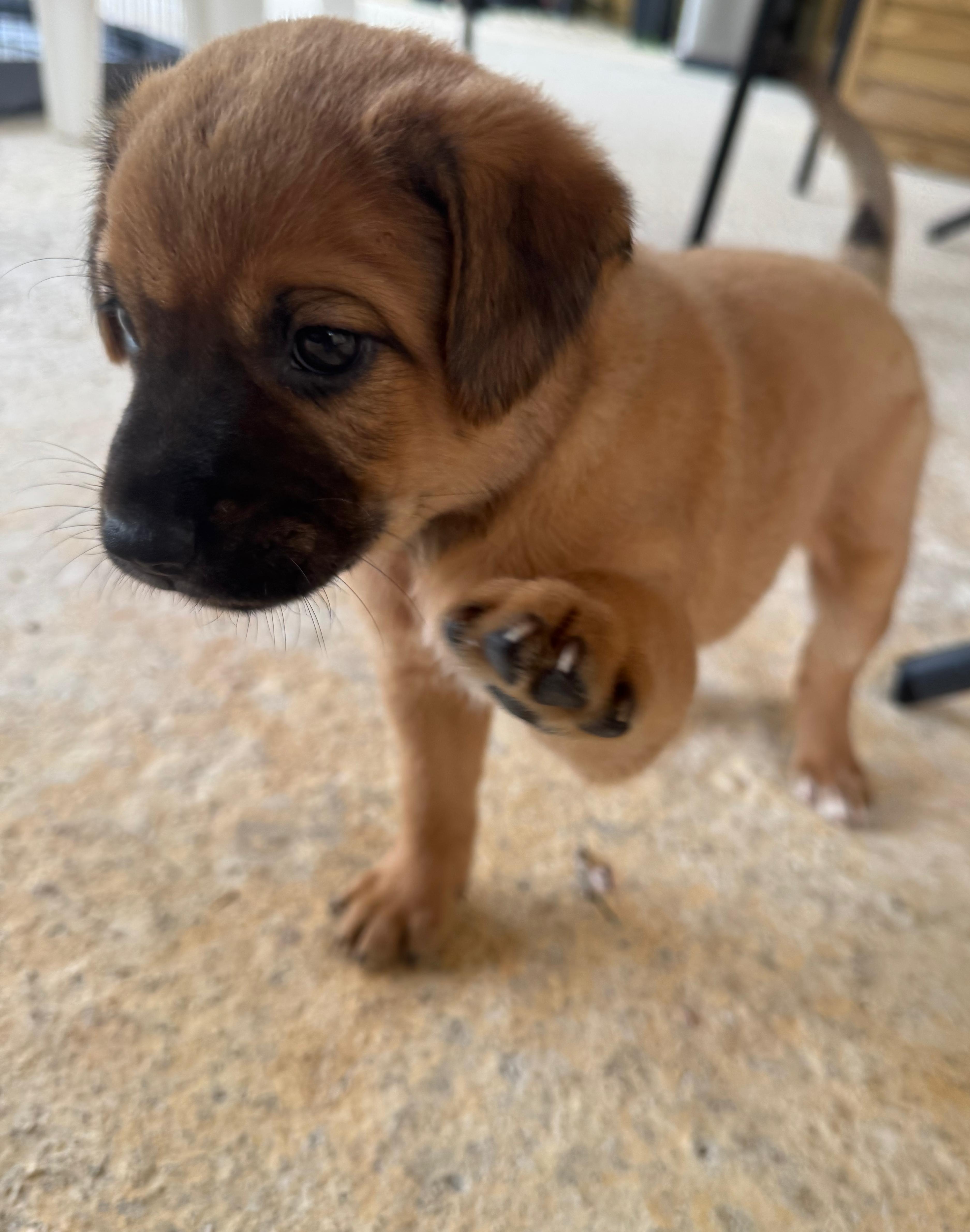 Enlarge Lovebug - A Puerto Rican Princess, an adoption pending mixed breed in New York, NY image 4/6