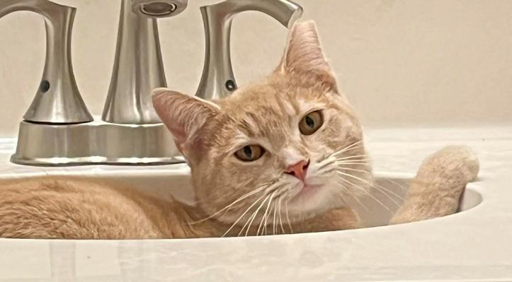 Beans, Adoptable, Adult Female Tabby.