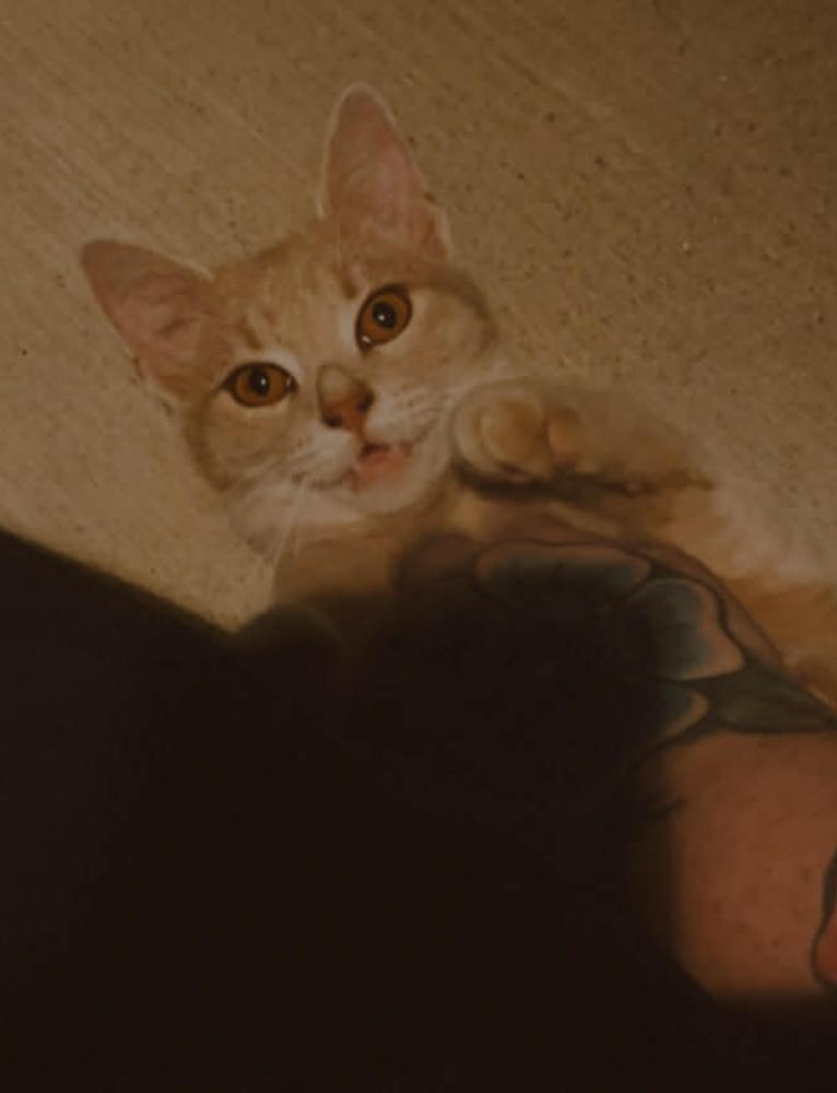 Enlarge Beans, a Adoptable Tabby in Clarksville, TN image 2/2