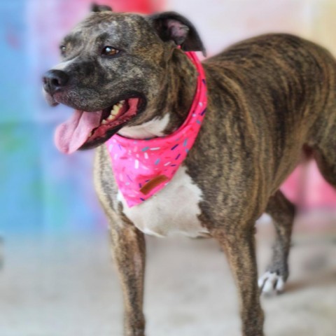 Maisy JH, an adoptable Pit Bull Terrier in Seattle, WA, 98106 | Photo Image 4