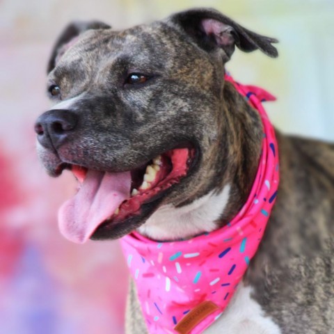 Maisy JH, an adoptable Pit Bull Terrier in Seattle, WA, 98106 | Photo Image 1