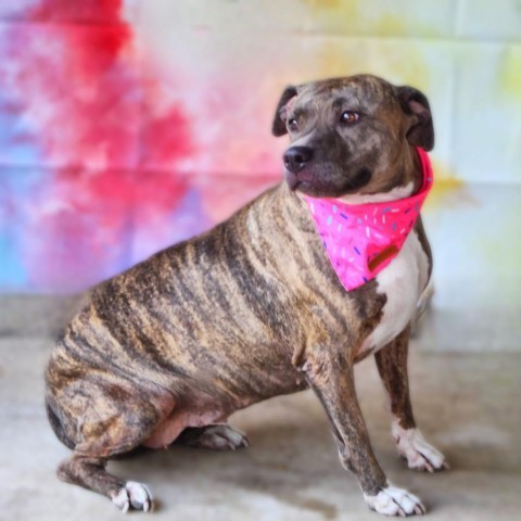 Maisy JH, an adoptable Pit Bull Terrier in Seattle, WA, 98106 | Photo Image 3