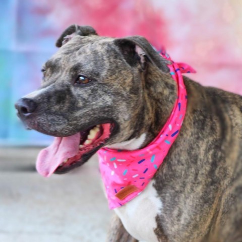 Maisy JH, an adoptable Pit Bull Terrier in Seattle, WA, 98106 | Photo Image 2