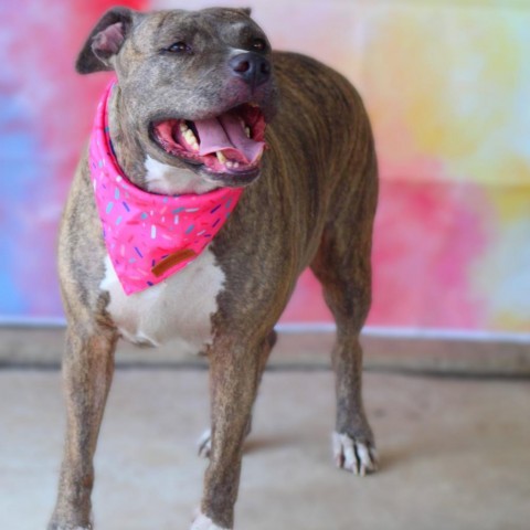 Maisy JH, an adoptable Pit Bull Terrier in Seattle, WA, 98106 | Photo Image 5