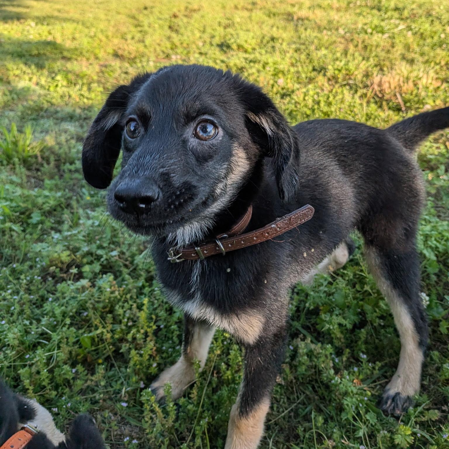Olive, an adoptable mixed breed in Spring hill, TN image 3/5