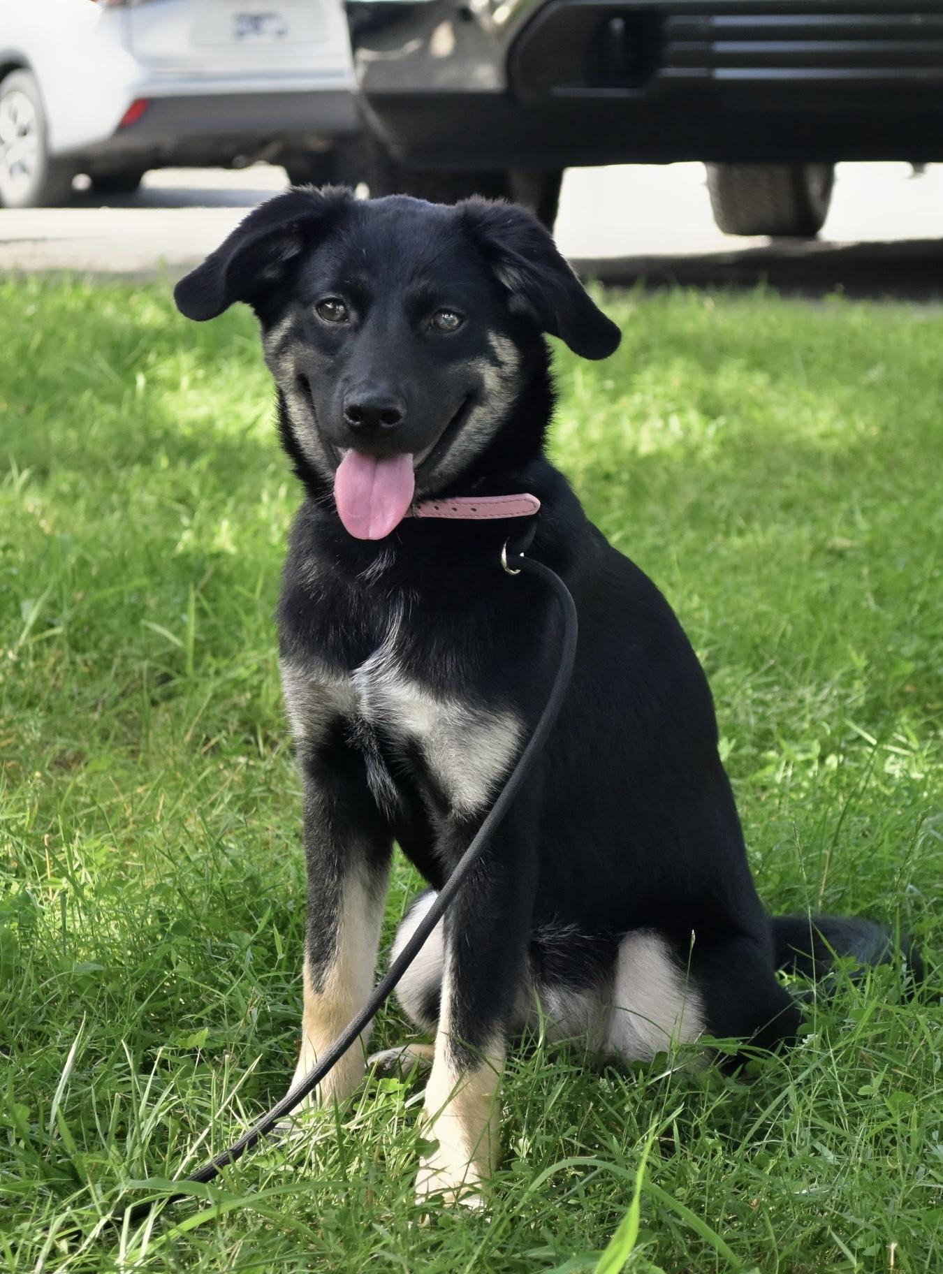 Enlarge Olive, an adoptable mixed breed in Spring hill, TN image 6/6