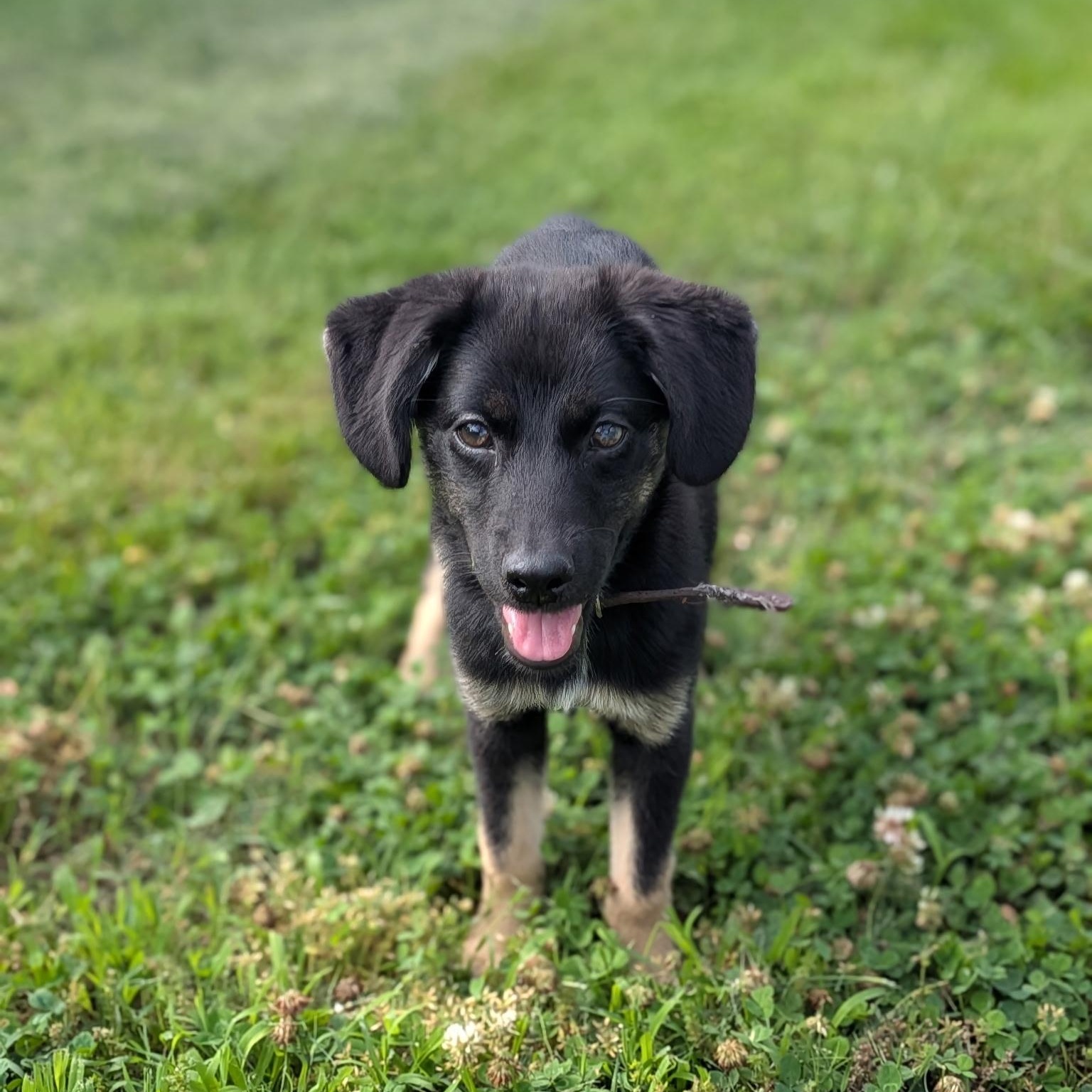 Olive, an adoptable mixed breed in Spring hill, TN image 5/5
