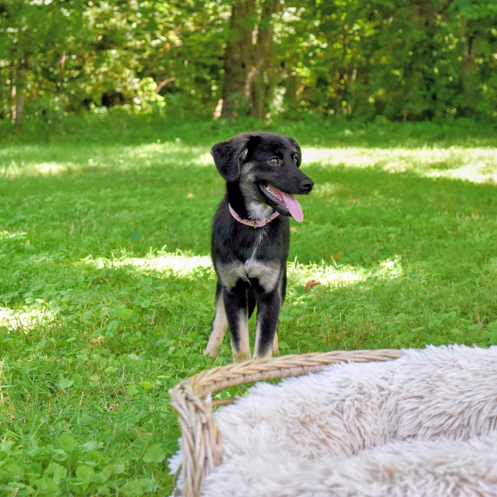 Enlarge Olive, an adoptable mixed breed in Spring hill, TN image 3/6