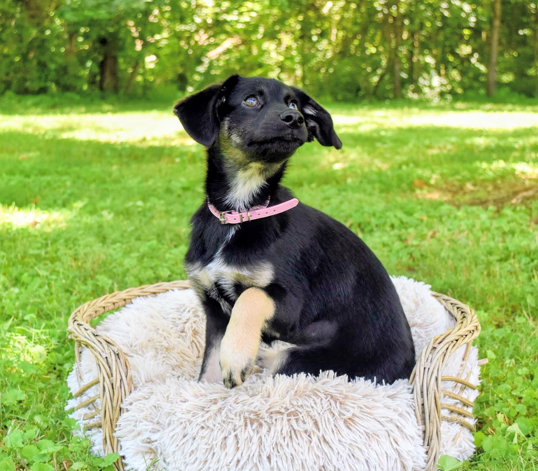 Olive, adoptable, Puppy Female Shepherd & Australian Shepherd.