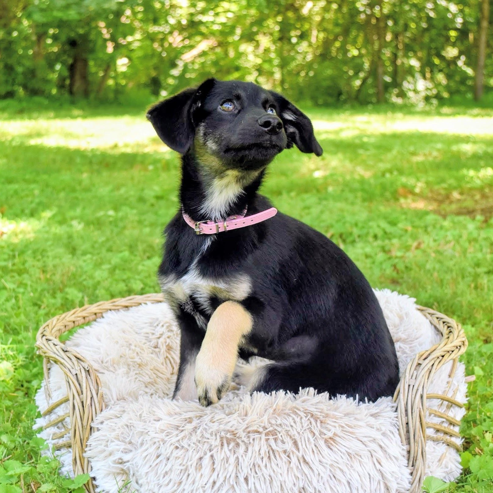 Enlarge Olive, an adoptable mixed breed in Spring hill, TN image 2/6