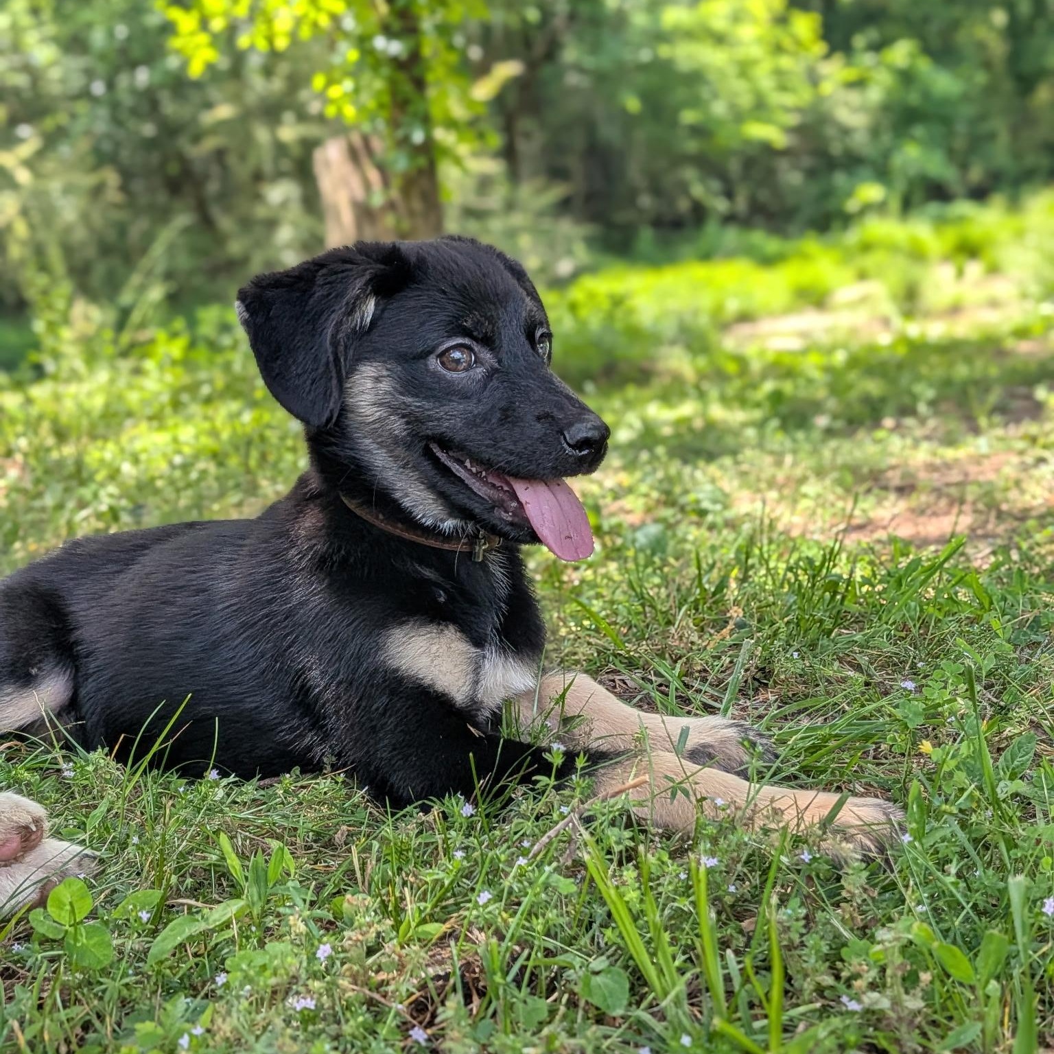 Olive, an adoptable mixed breed in Spring hill, TN image 1/5