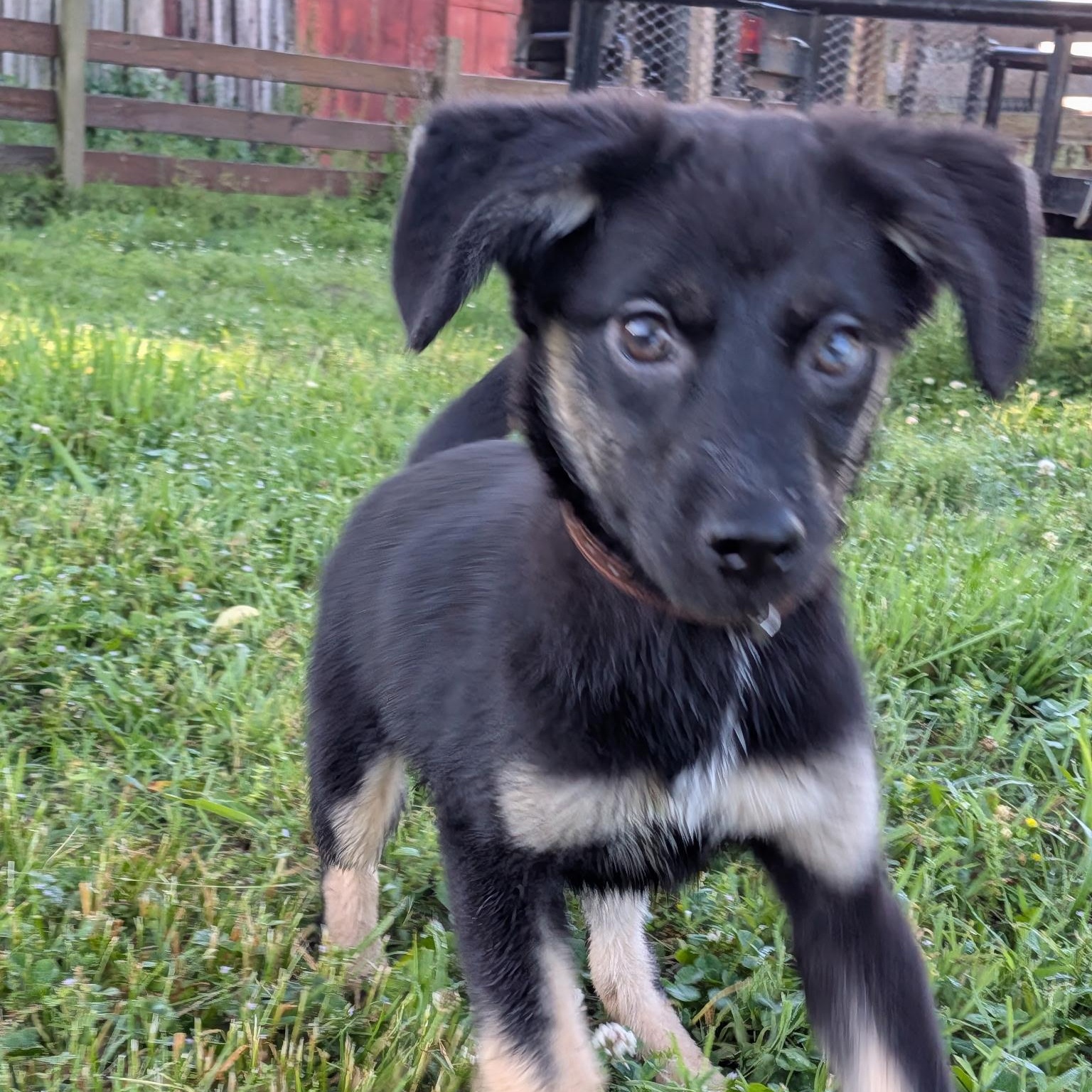 Olive, an adoptable mixed breed in Spring hill, TN image 2/5