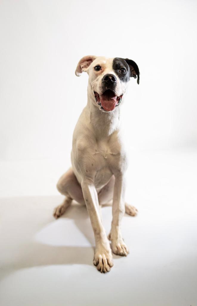Allie, Adoptable, Adult Female Mixed Breed.