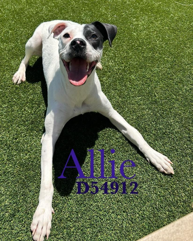 Allie, a Adoptable Mixed Breed in Clarksville, TN image 2/2
