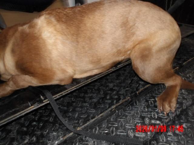 Enlarge Sydney, a Adoptable Mixed Breed in Hobbs, NM image 1/6