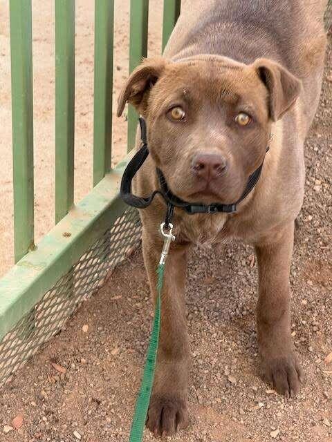 Enlarge Sydney, a Adoptable Mixed Breed in Hobbs, NM image 2/6