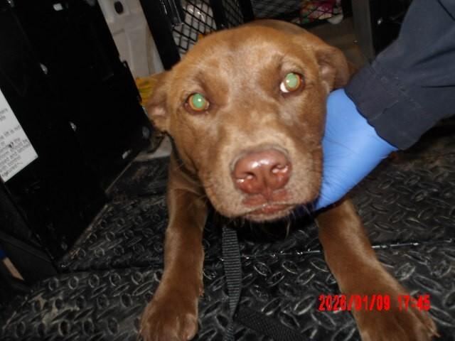 Enlarge Sydney, a Adoptable Mixed Breed in Hobbs, NM image 3/6