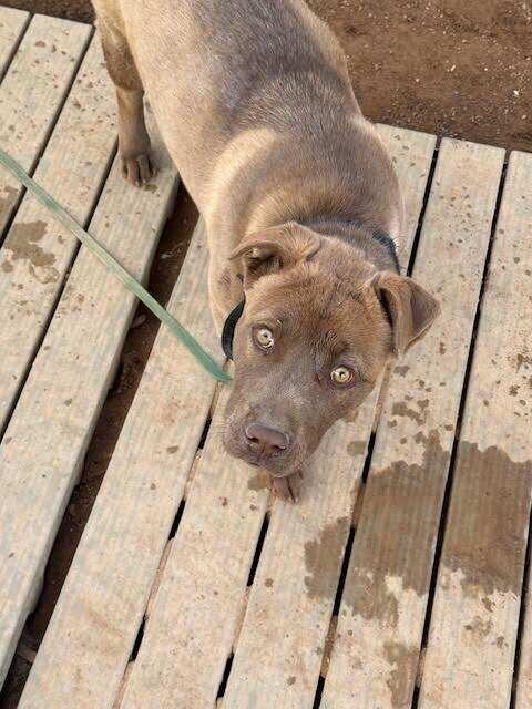 Enlarge Sydney, a Adoptable Mixed Breed in Hobbs, NM image 4/6